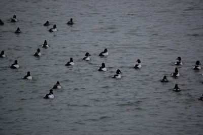 Michigan hosts plenty of diver ducks in addition to its other waterfowl offerings.