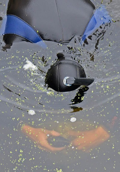 A diver examines a mussel after pulling it from the bottom of the Pigeon River in downtown Clintonville, Wisconsin.