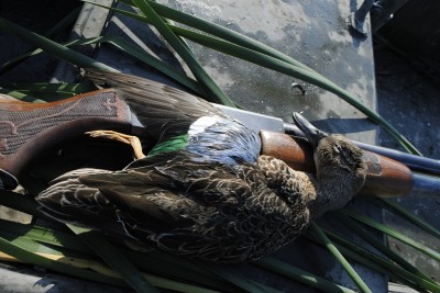Blue-winged teal can be identified by their shoulder patches.