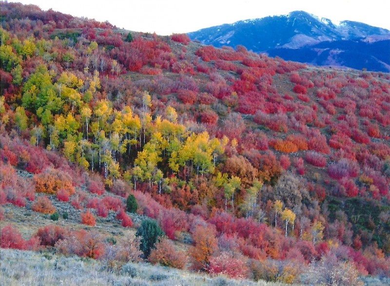 Just a small sampling of the autumnal beauty of the Wasatch Mountains. Image courtesy Dennis Dunn.