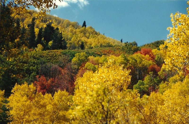 More Wasatch fall colors. Image courtesy Dennis Dunn.