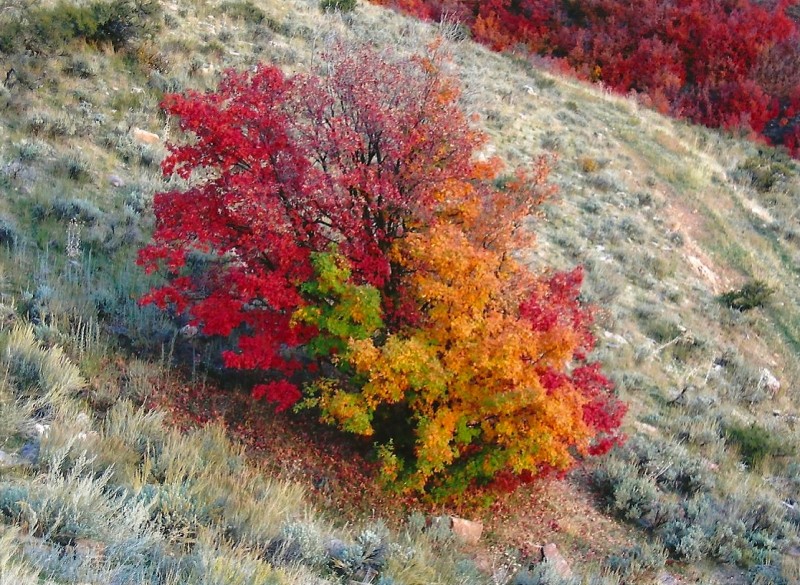 The "paint-pot" maple the author spotted in the Wasatch Mountains. Image courtesy Dennis Dunn.