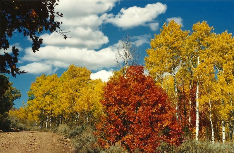 More of the Wasatch Mountains' beautiful fall scenery. Image courtesy Dennis Dunn.