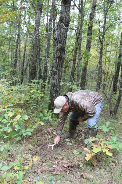The author uses a shed deer antler to rough up the ground and throw the ground cover off to the sides. This creates a surprisingly realistic-looking scrape. Image courtesy Bernie Barringer.