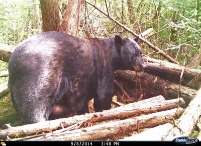 This photo of Dennis Arndt’s giant black bear was taken in early September by a trail camera monitoring Arndt’s bait site.