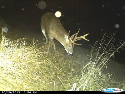 A mature buck the author calls "Lefty" because of his unique left antler. The trail cam that took this image was set up more than two miles away from where he was previously sighted. Image courtesy Bernie Barringer.