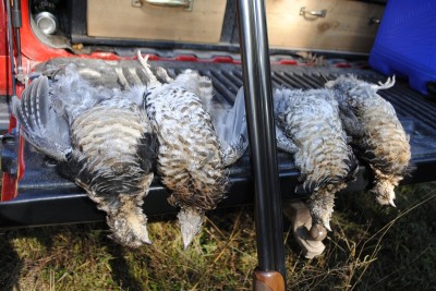 A hard morning of hunting yeilded four ruffed grouse.
