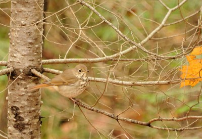 A hermit thrush hunts for insects in broken branches after the good oak crashed to the ground.