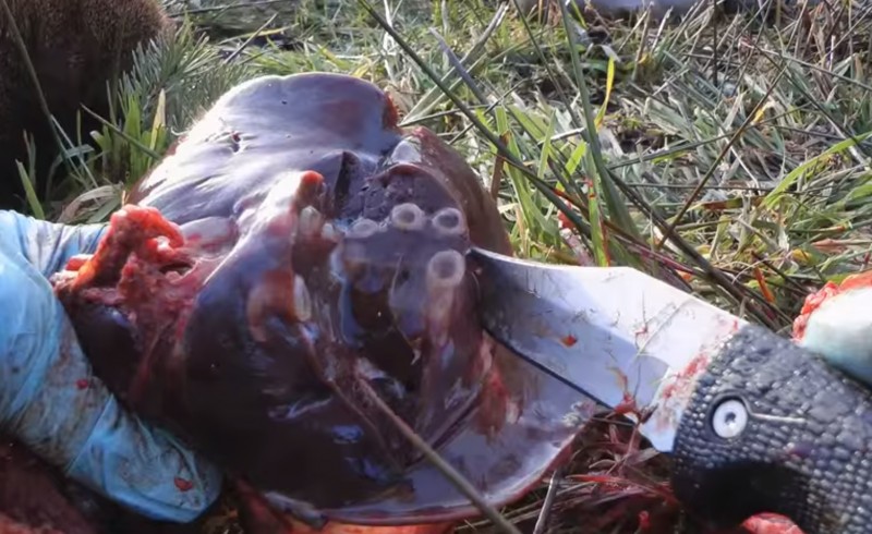 Damage to a roe deer liver caused by flukes. Image taken from video below.
