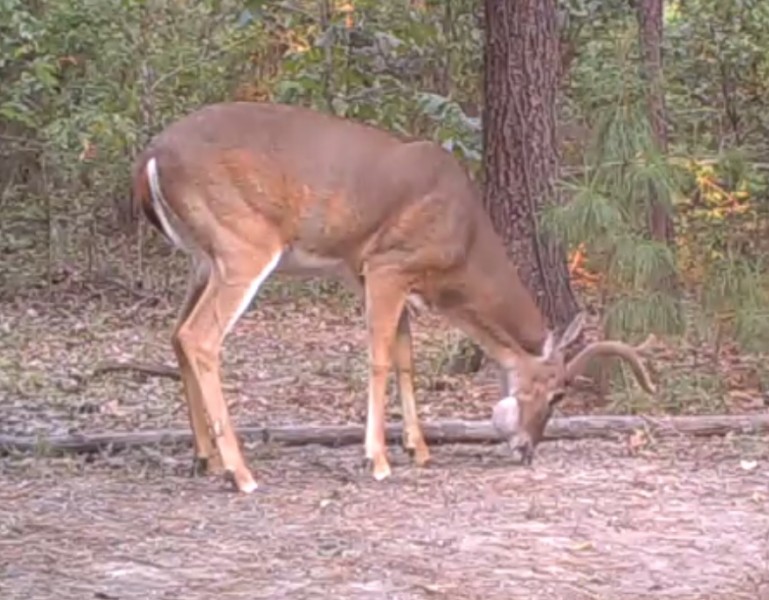 This deer, which seems to have lump jaw, has a strange pouch under his mouth due to impacted food. 