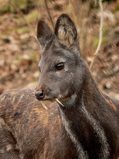 Those wicked-looking fangs aren't for drinking blood. This musk deer resides in a Czech zoo.