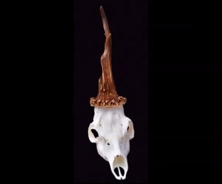 The skull of a "unicorn" deer harvested in Slovenia.