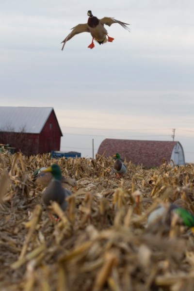 Earlier in the season, mallards don’t usually hit fields very well. But in November, it is much easier to bring in a flock or two. Photo by Scott Roduner.