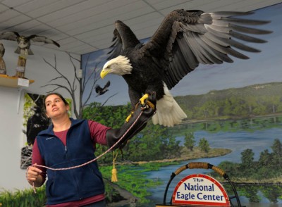 Bridget Befort, director of eagle care at the National Eagle Center in Wabasha, Minnesota, shares insights into eagles with help from one of the center’s rehabilitated bald eagles.