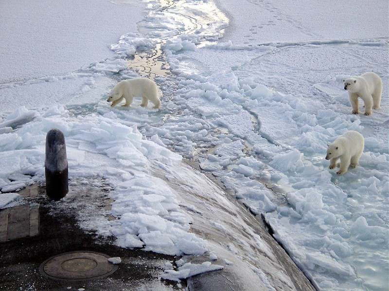 Also polar bears, you have to watch out for polar bears. Image courtesy US Navy.