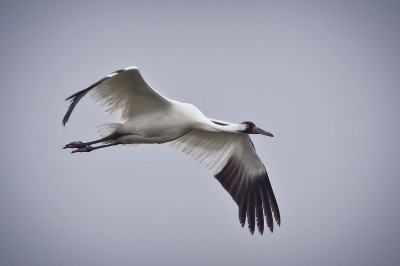Endangered whooping cranes are easily distinguished from their smaller cousins up close, but officials are worried that hunters will mistake them for sandhill cranes at a distance. Image courtesy USDA