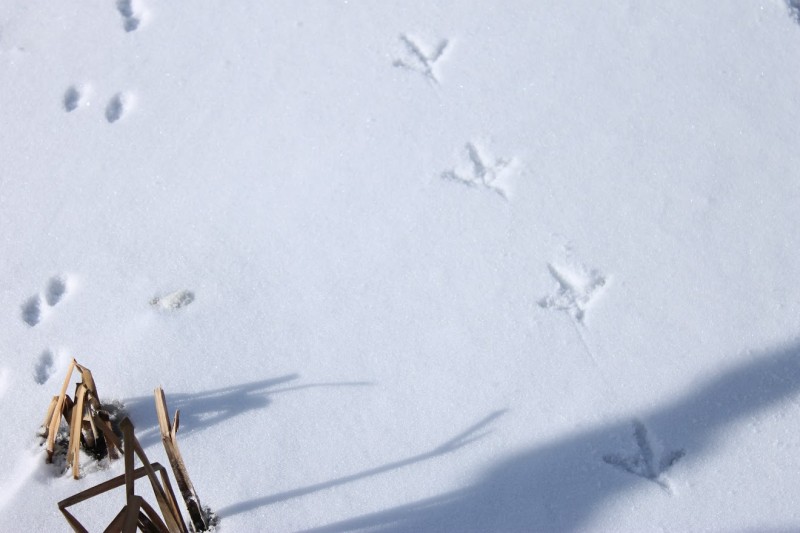 Pheasant tracks in the snow.