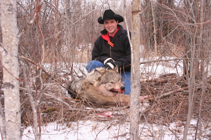 Gordy Klassen with a wolf he snared. Using snares the right way is a very effective way to harvest your first wolf or a dozen of them. A snare set properly will catch a wolf right behind the ears and it’s lights out within seconds. There is virtually no pain or discomfort to the wolf when caught this way. Image courtesy Gordy Klassen.