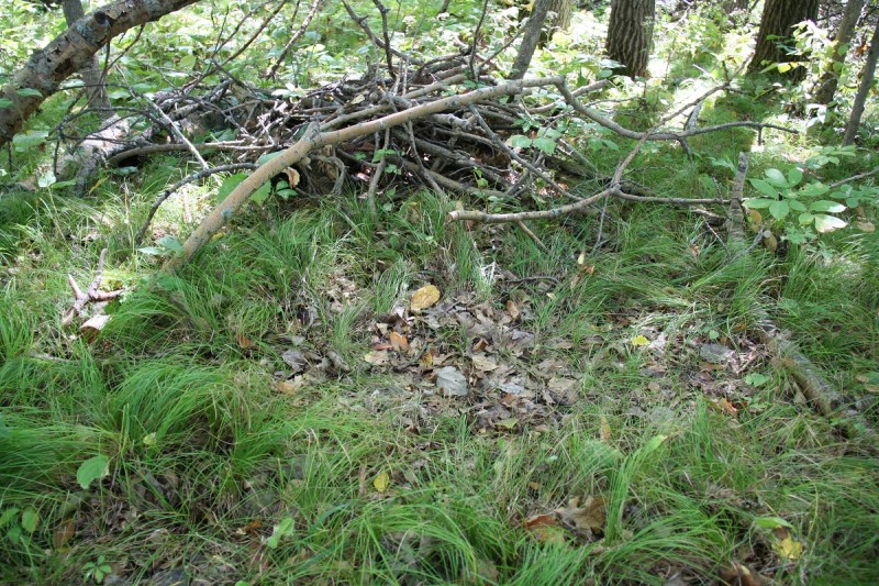 This small pile of brush placed by the author has been regularly used as a bed by the bucks on the property. Mature deer like to have some structure to lie down next to. 