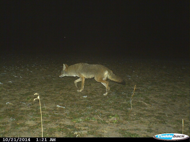 Coyotes take a lot of fawns each year during the spring. Control the coyotes in the winter to improve your deer numbers. 