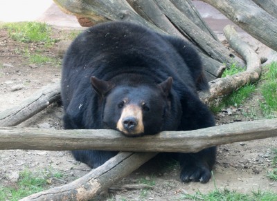 Bears will eat just about anything, but not even their stomachs can handle a mountain of chocolate and donuts.