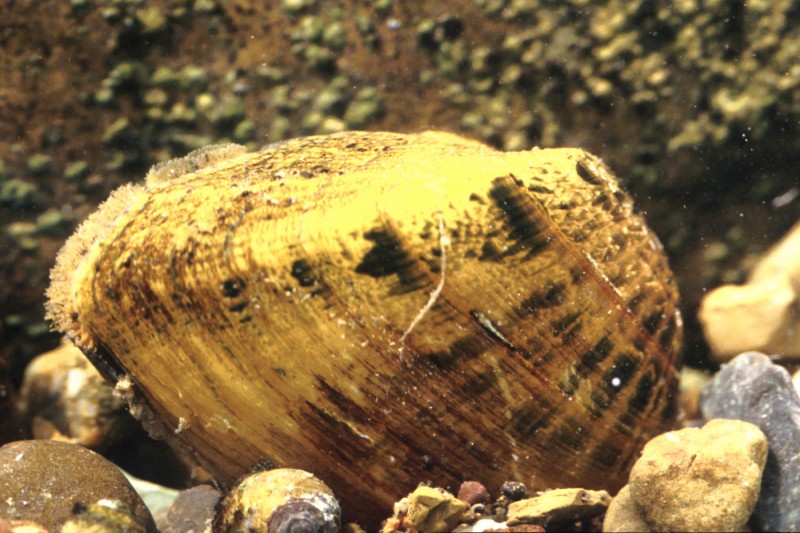 Thankfully for fish, this face-biting mussel is relatively rare. Image courtesy USFWS. 