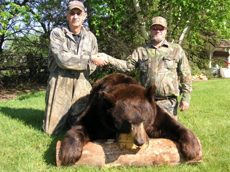 A big chocolate-colored bear shot at Grandview Outfitters in Manitoba’s Duck Mountains. Image courtesy Grandview Outfitters.