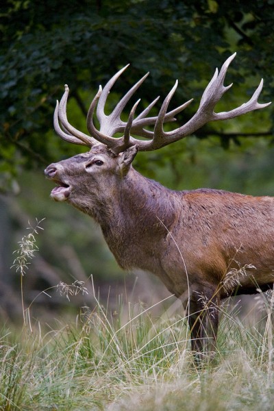 A red deer stag. Images from Bill Ebbesen on the Wikimedia Commons.