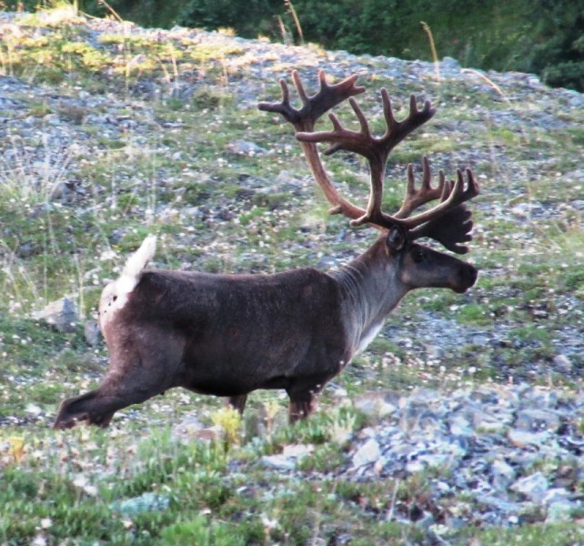 Mountain caribou are some of the most beautiful big game animals in North America.
