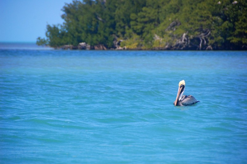 Pelicans can show you where the bait is. If they’re gulping down fish, bring your net and approach with the wind at your back.