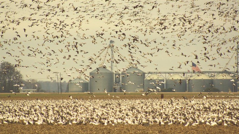 On their way north, snow geese feed on harvested crop fields. They're the perfect place to set out decoys and shoot to your heart’s content. Photo courtesy of Ducks Unlimited.