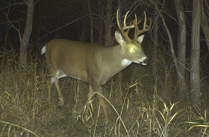 Once you arrive at your destination and start getting trail camera photos of bucks like this one, you will be hooked on bowhunting road trips!