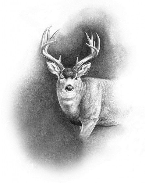 Though the Sitka blacktail population had allegedly rebounded prior to Dunn's arrival, he and his hunting partner saw little evidence of that fact. Illustration by Dallen Lambson.