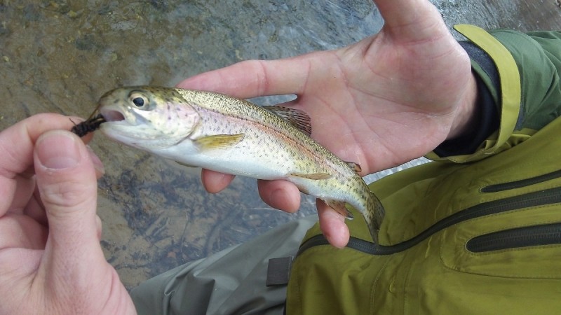 Wild trout common throughout the Smokies are a living connection to the land’s ancient history.