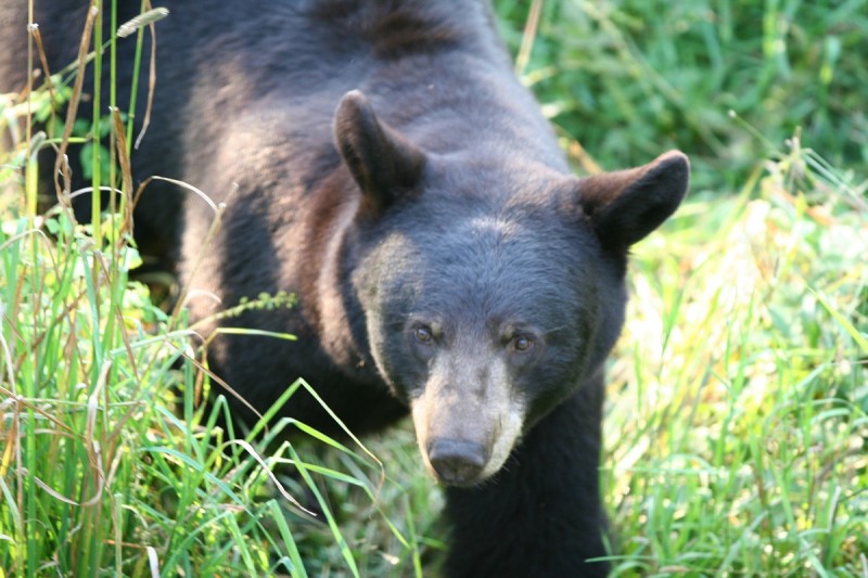 The bear’s eyes may be much smaller than that of prey species of mammals such as deer, but they are optimized as a predator.