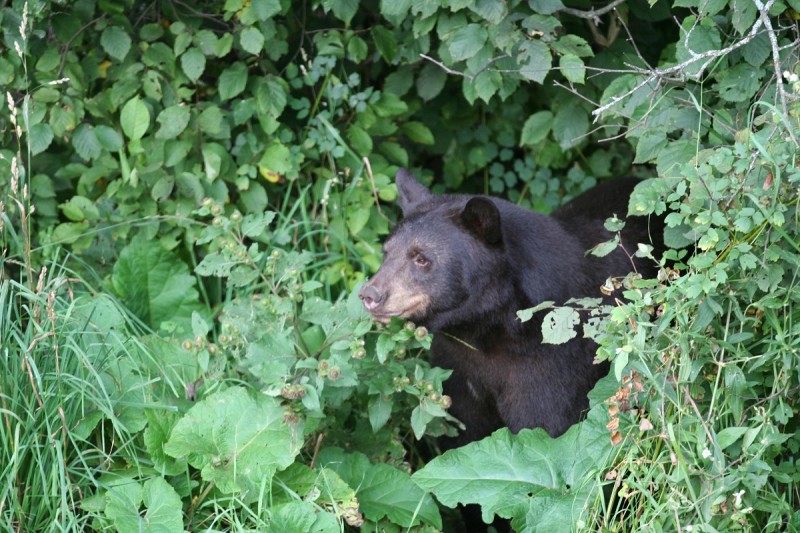 A bear’s eyes are positioned on the front of its face, much like a human’s, because they are predators and depth perception is important for hunting. The eyes of prey species tend to be toward the side of the head and optimized to pick up movement around them rather than focus on what’s in front of them. 