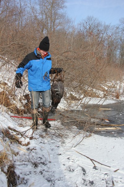 Once spring loosens the grip of ice on the lakes and ponds, beavers will get out on the bank anywhere they can exit the ice. These areas are perfect spots to catch them.