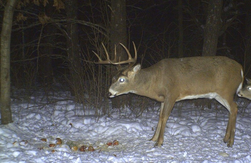 After the season is over, the deer will find the food again, particularly high-carbohydrate foods like corn. Winter is a good time to learn which bucks made it through the season and monitor the shedding of their antlers.