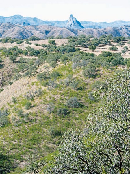 The Chairababi Ranch features some prime Coues' country. Image courtesy Dennis Dunn.
