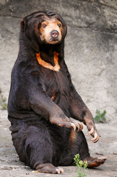 A typical female sun bear.