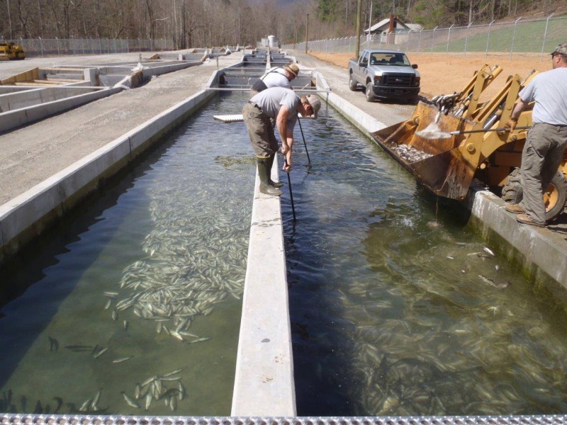 Hatchery workers clearing dead fish from their raceways. 