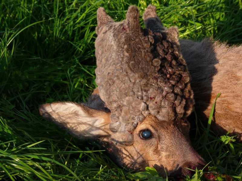 Is this a mutant deer? Not exactly. 