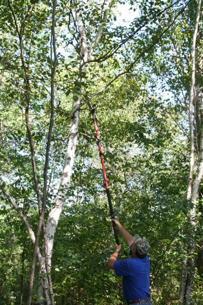 A pole saw is an important tool in cutting shooting lanes. It allows you to cut up high where the branches are often a problem, well above the likely sight and smell range of the deer. 
