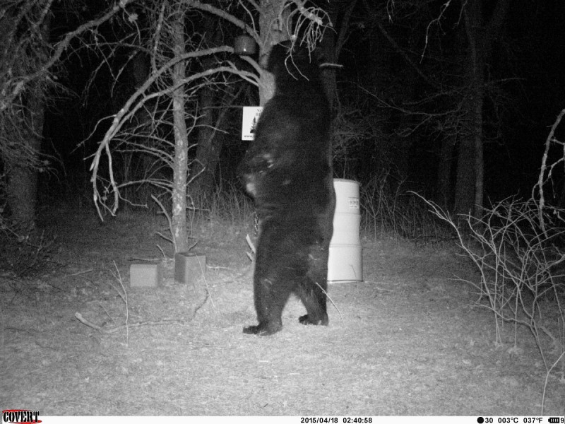I have big bears where I live, and that intrigues a lot of people. By trading bear hunts for hunting and fishing trips I have had some great experiences and met some great people. 
