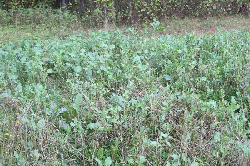 This throw-and-grow food plot is planted in a small clearing on a piece of public hunting land. Very few people know where it is found, but the deer know.