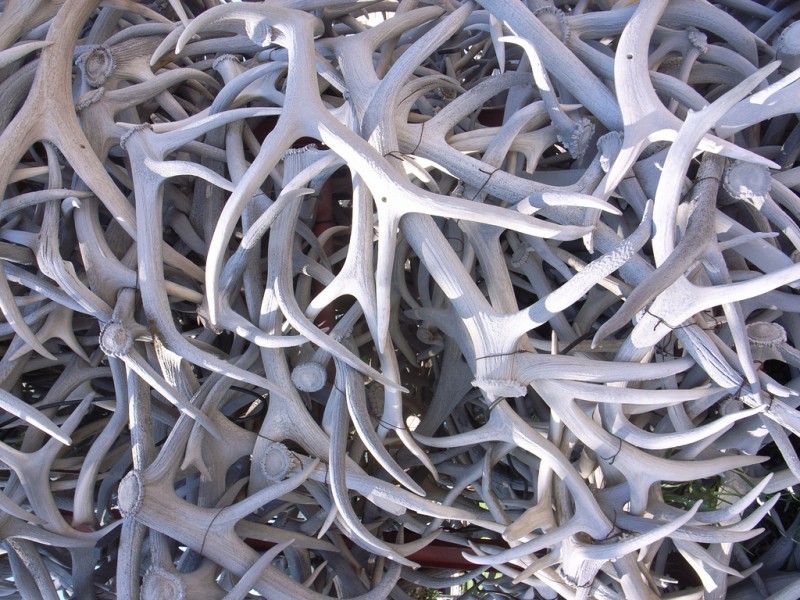 A close up of the antlers that make up the Jackson Hole arches.
