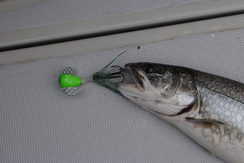 Spin-N-Glos, which have buoyant bodies, are a good bet for bumping bottom for lake trout.