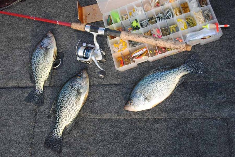 Black and white crappies are also present in the Great Lake state.