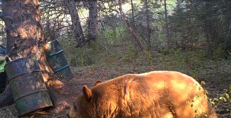 This Covert Game Camera photo captured from the video shows the blonde bear right before he took a bite out of the camera.
