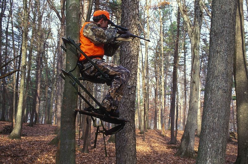 800px-Hunter_holds_his_eye_to_the_scope_of_his_gun_while_sitting_on_tree (1)